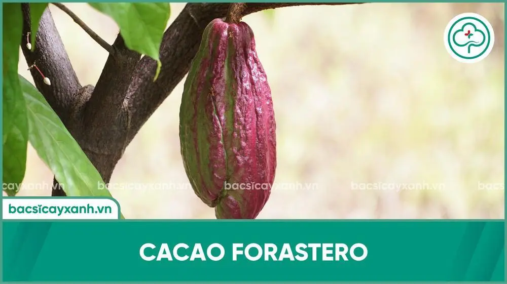 Cacao Forastero
